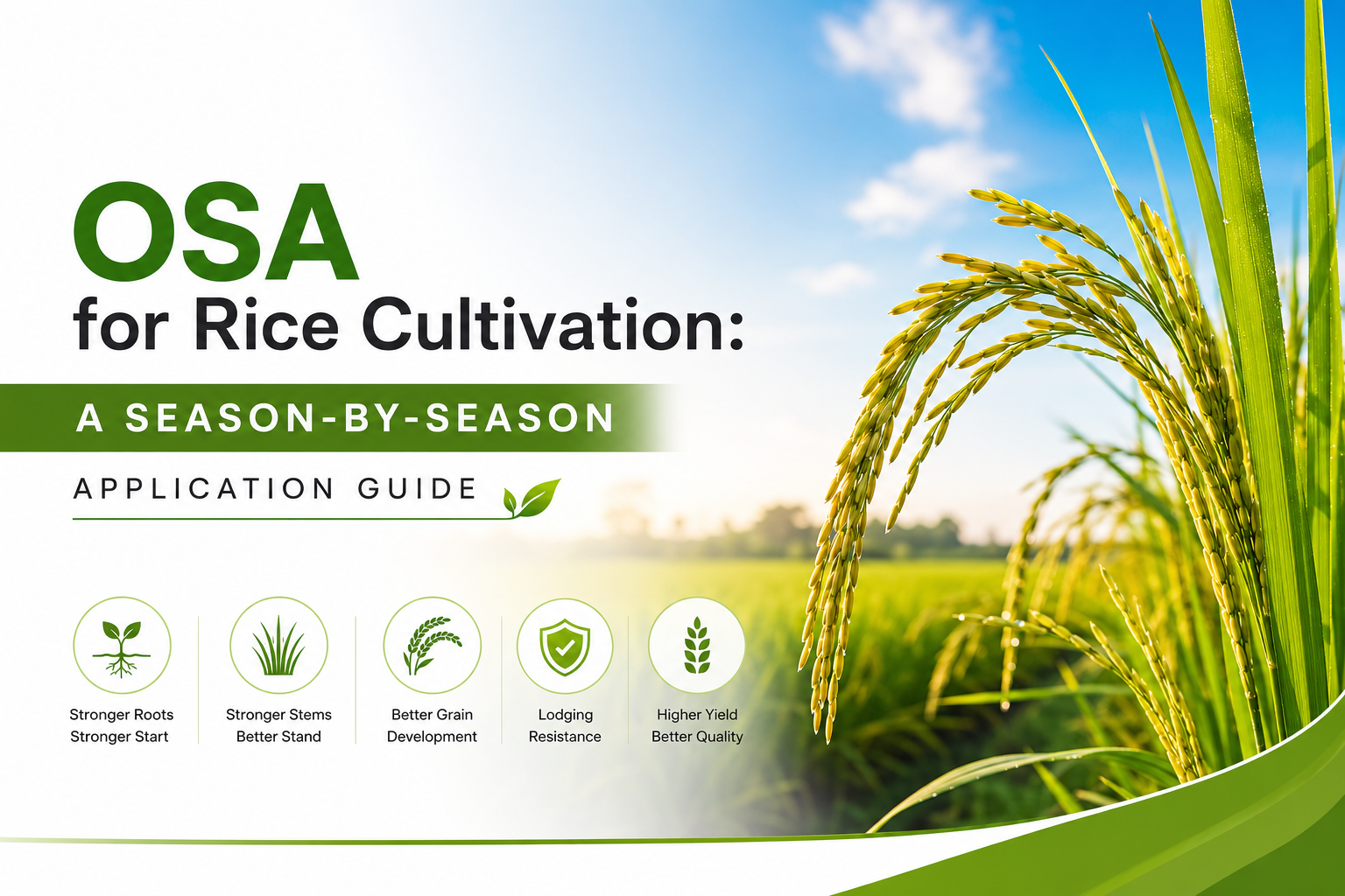 OSA for Rice Cultivation: A Season by Season Application Guide