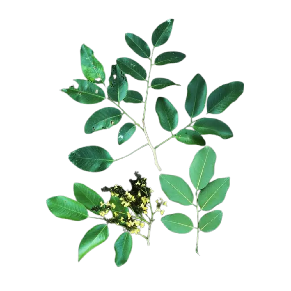 Vijaysar Extract
