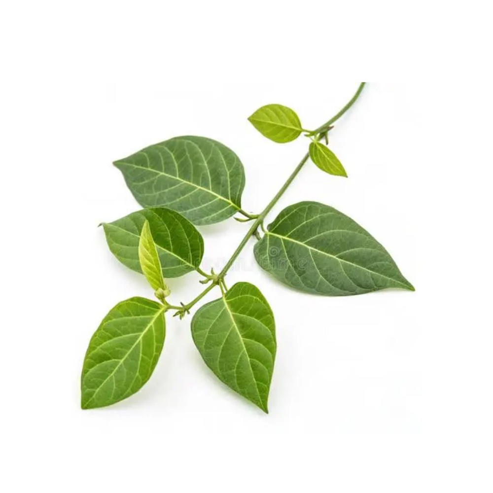 Gurmar Extract