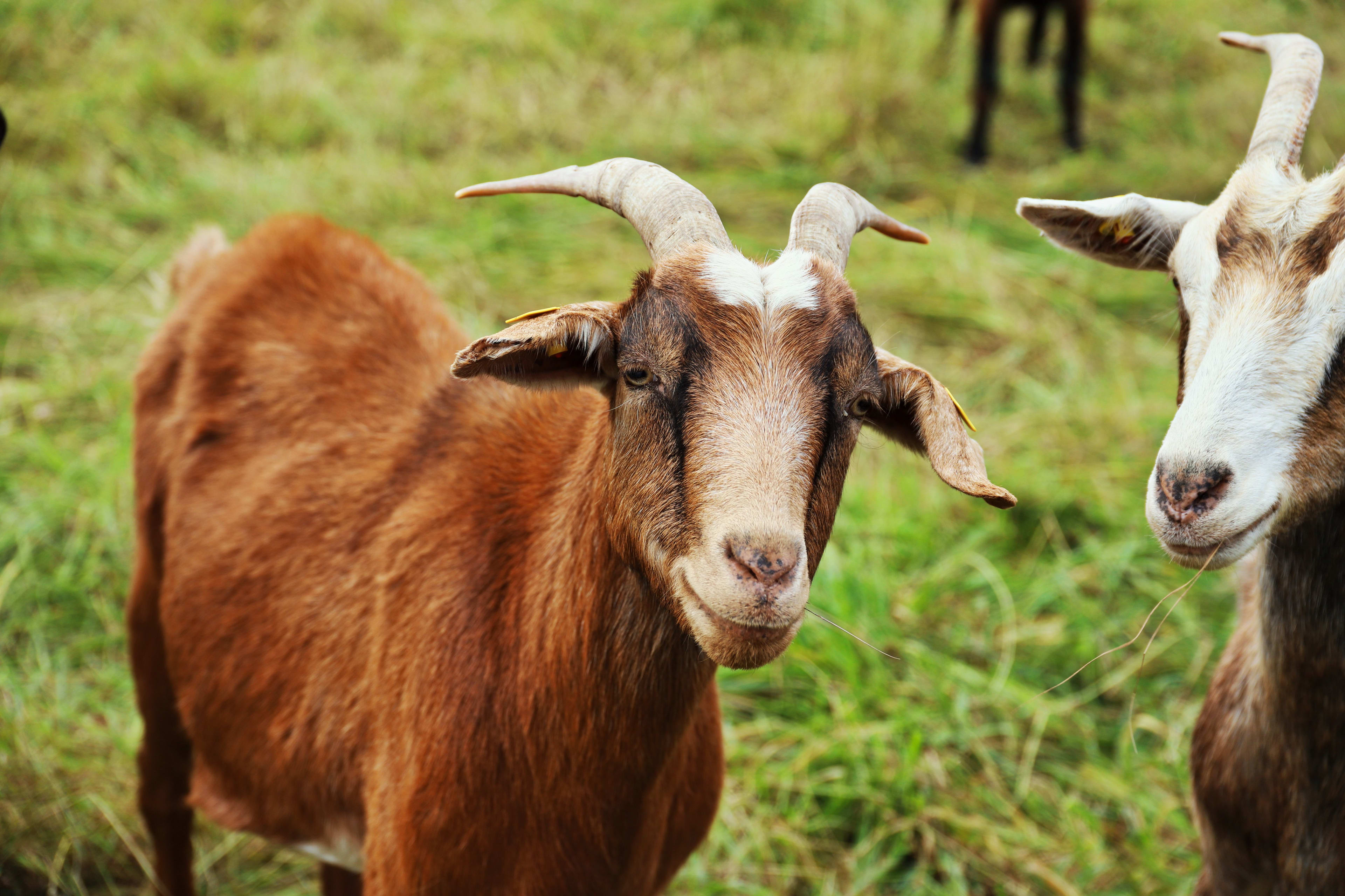 Full Goat — image 1