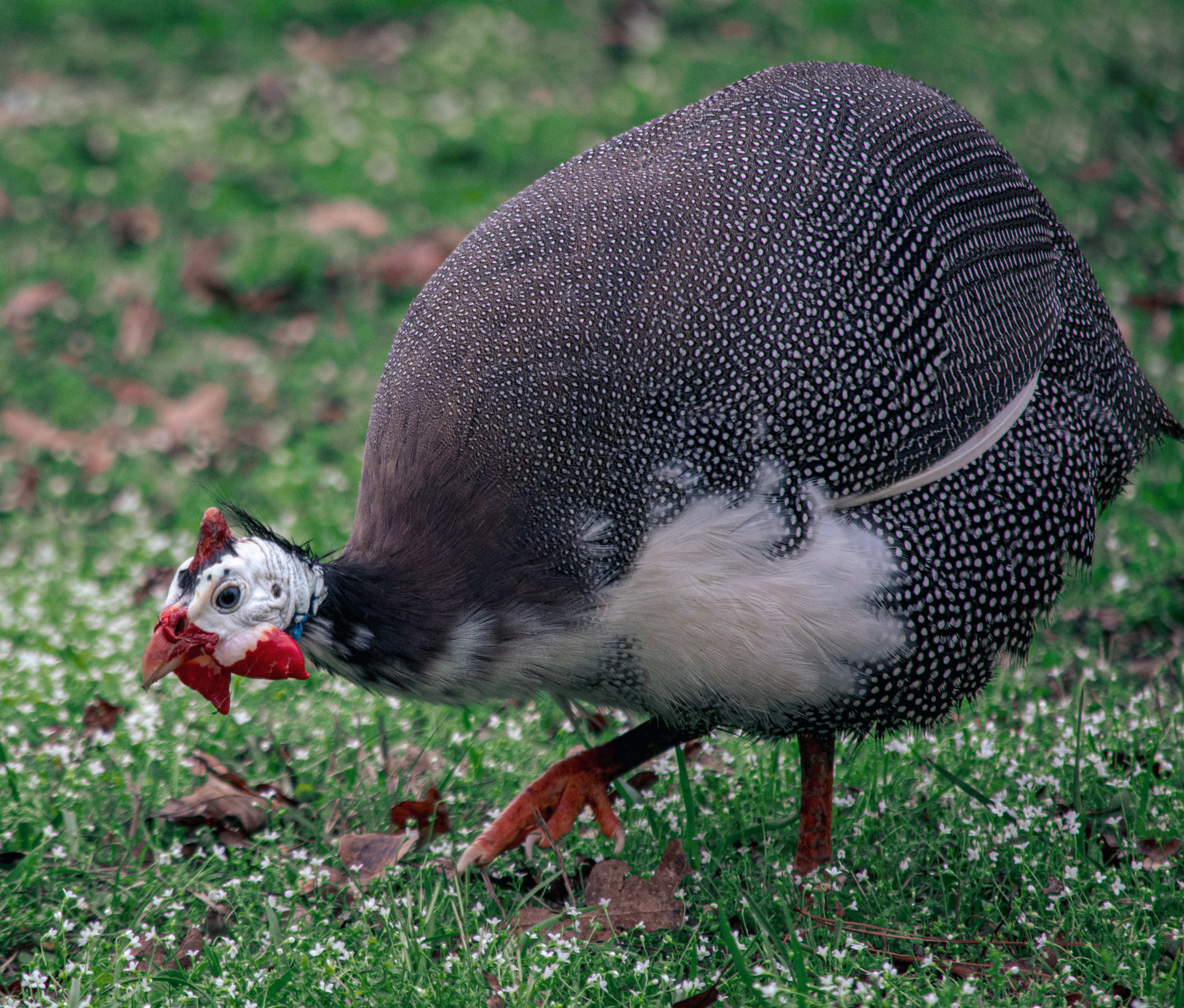 Guinea Fowl — image 1