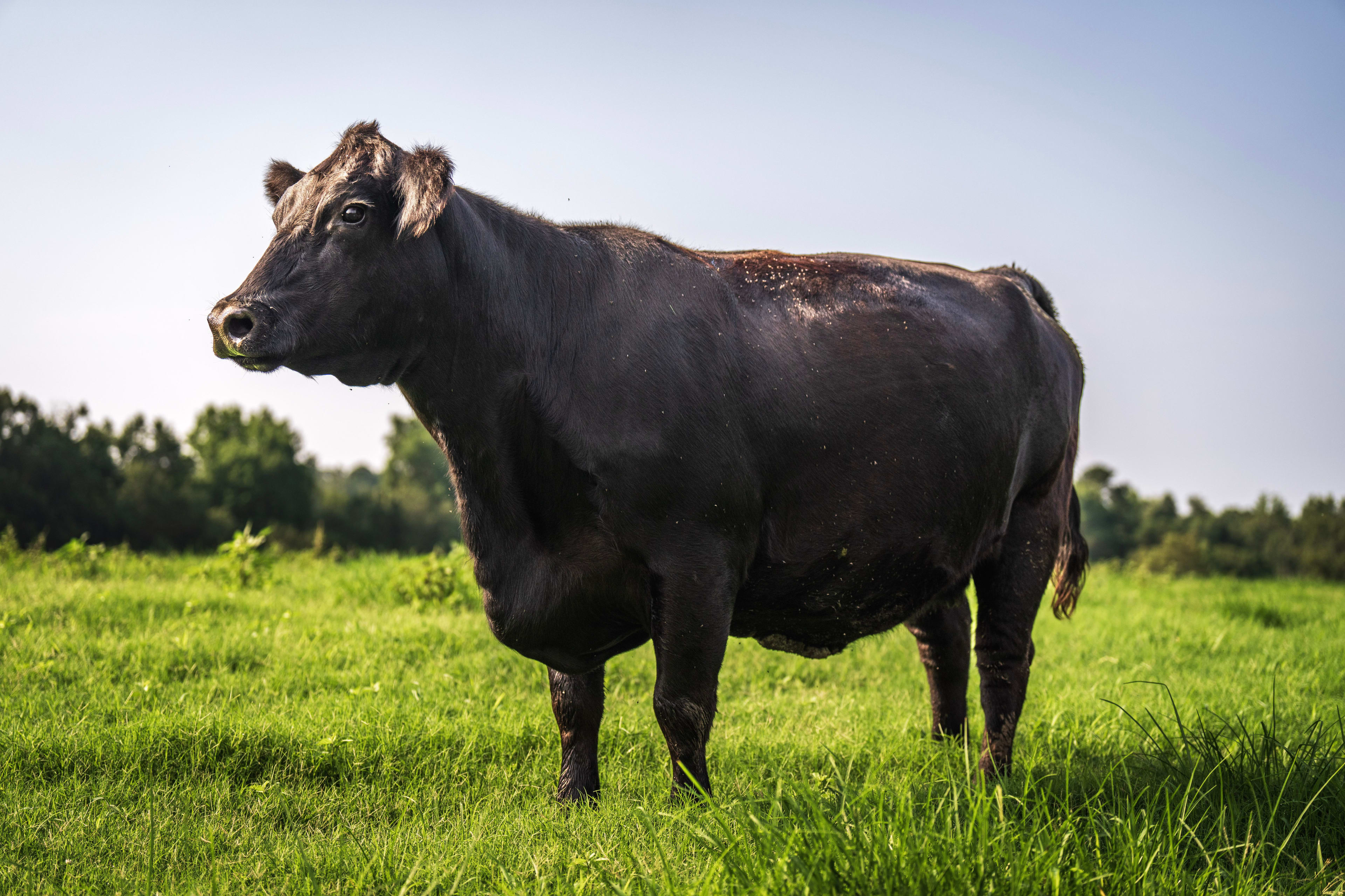 Cow Meat