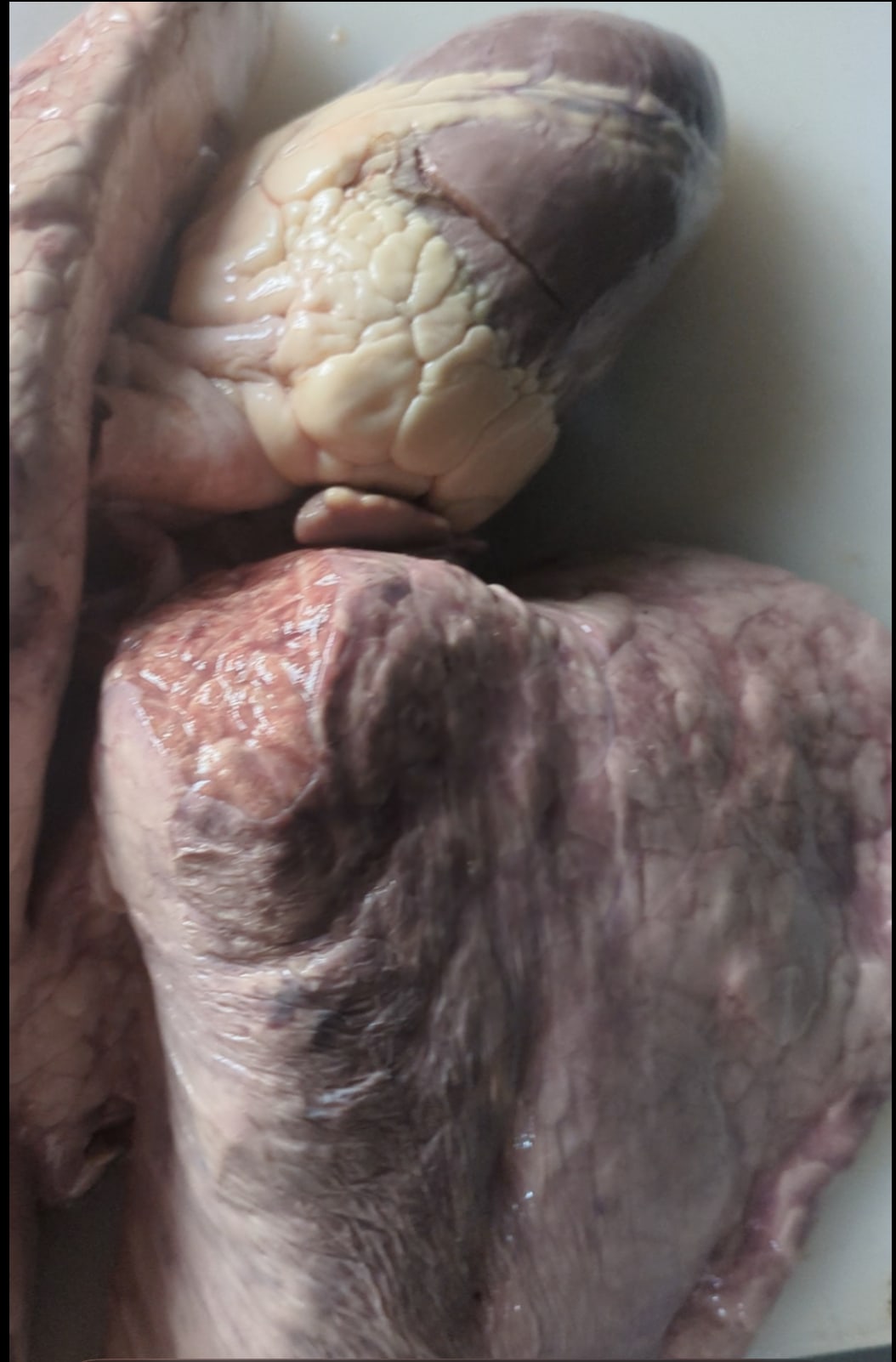 Full Cow Stomach thumbnail 3