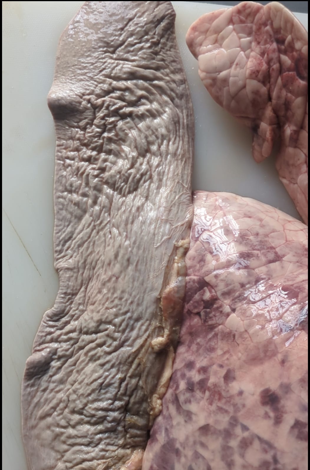 Full Cow Stomach thumbnail 2