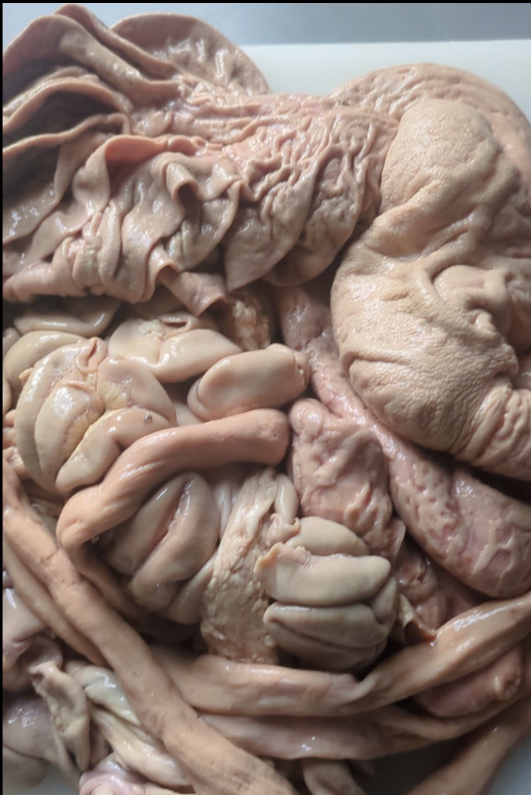 Full Cow Stomach — image 1