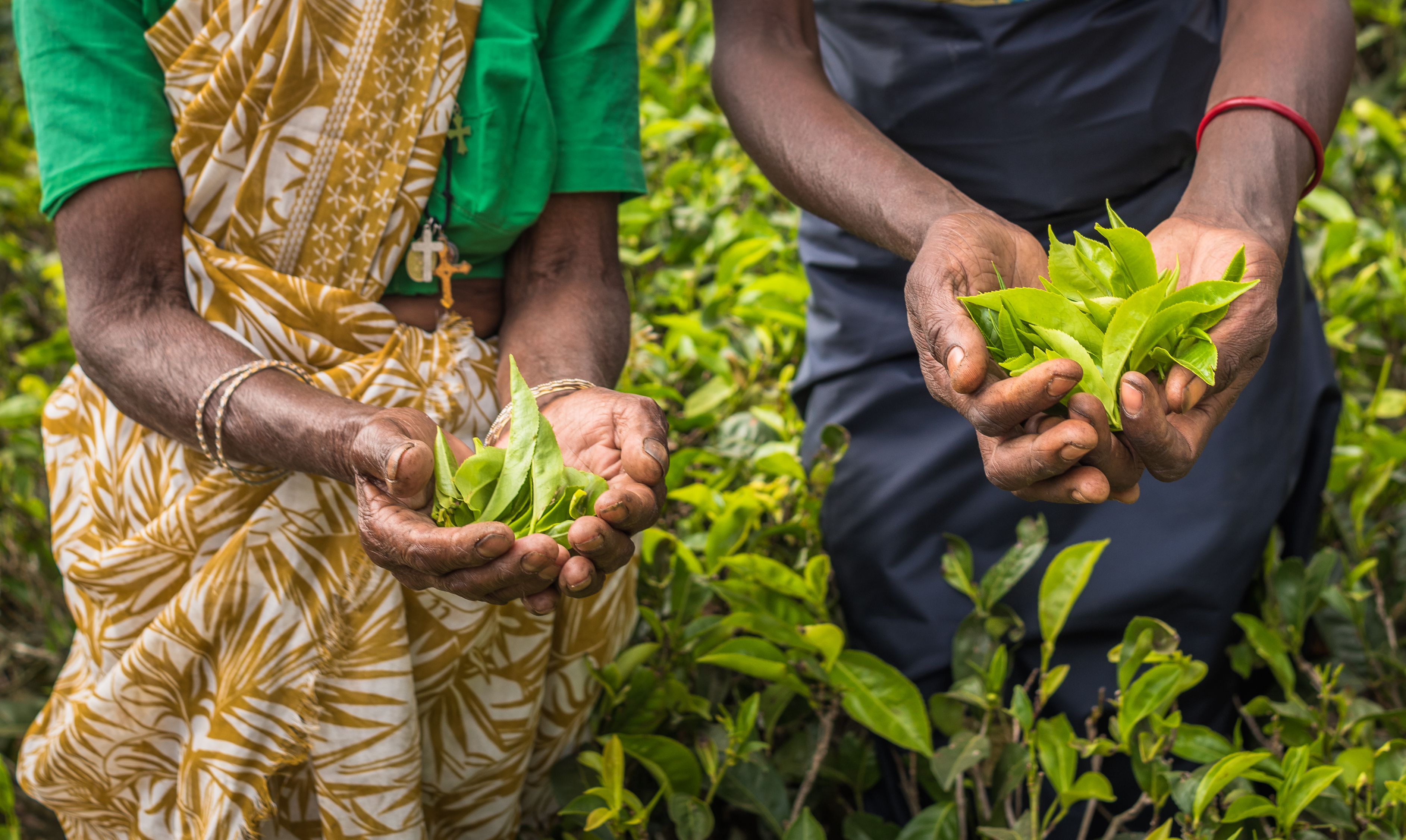 Tea estate in Nuwara Eliya