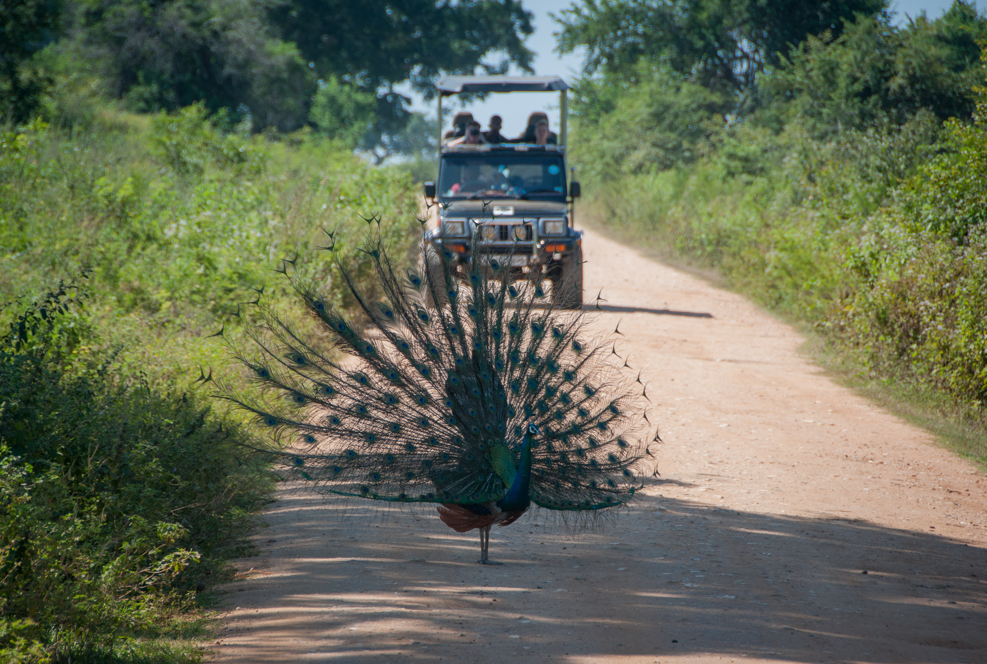 Jeep coming across a peacock