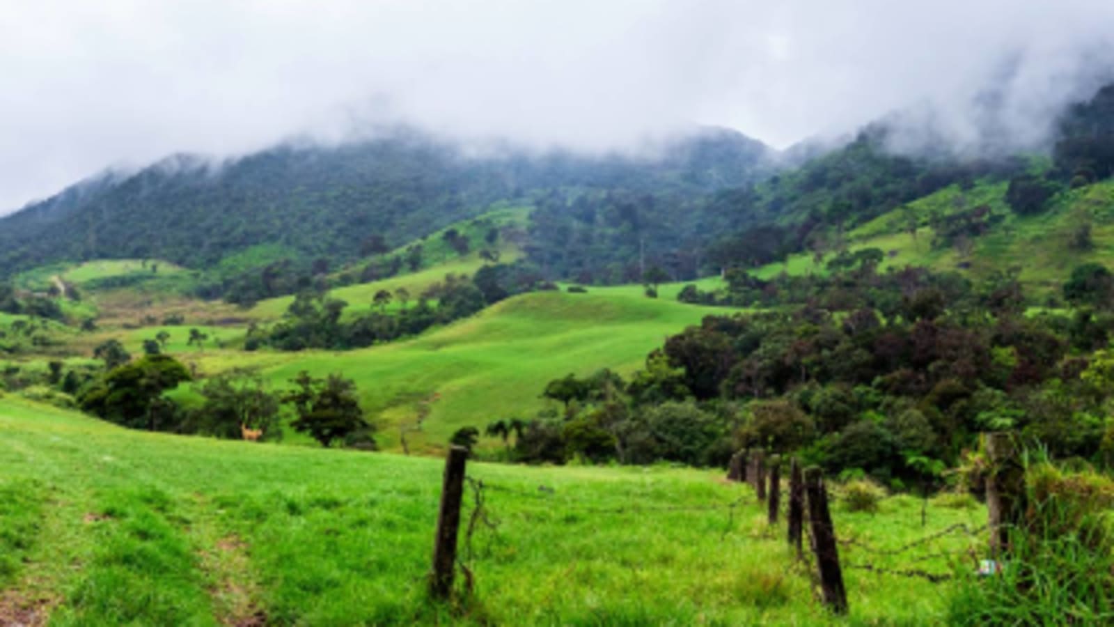 Rolling green hills of a dairy farm