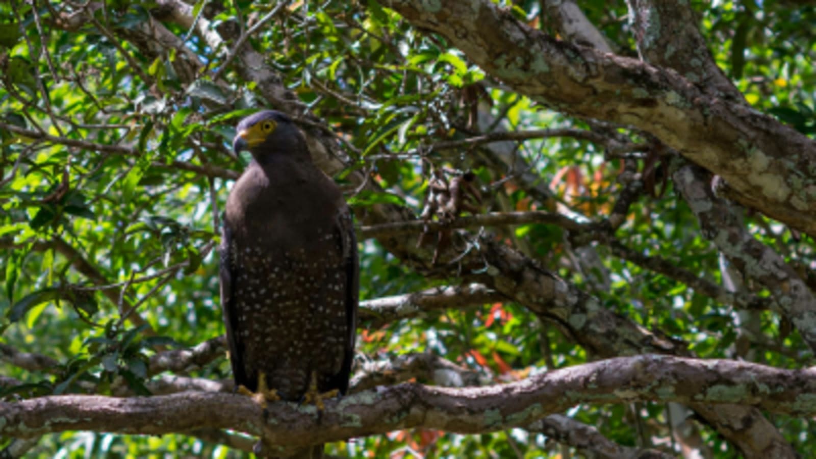 Crested serpant eagle in Wilpattu
