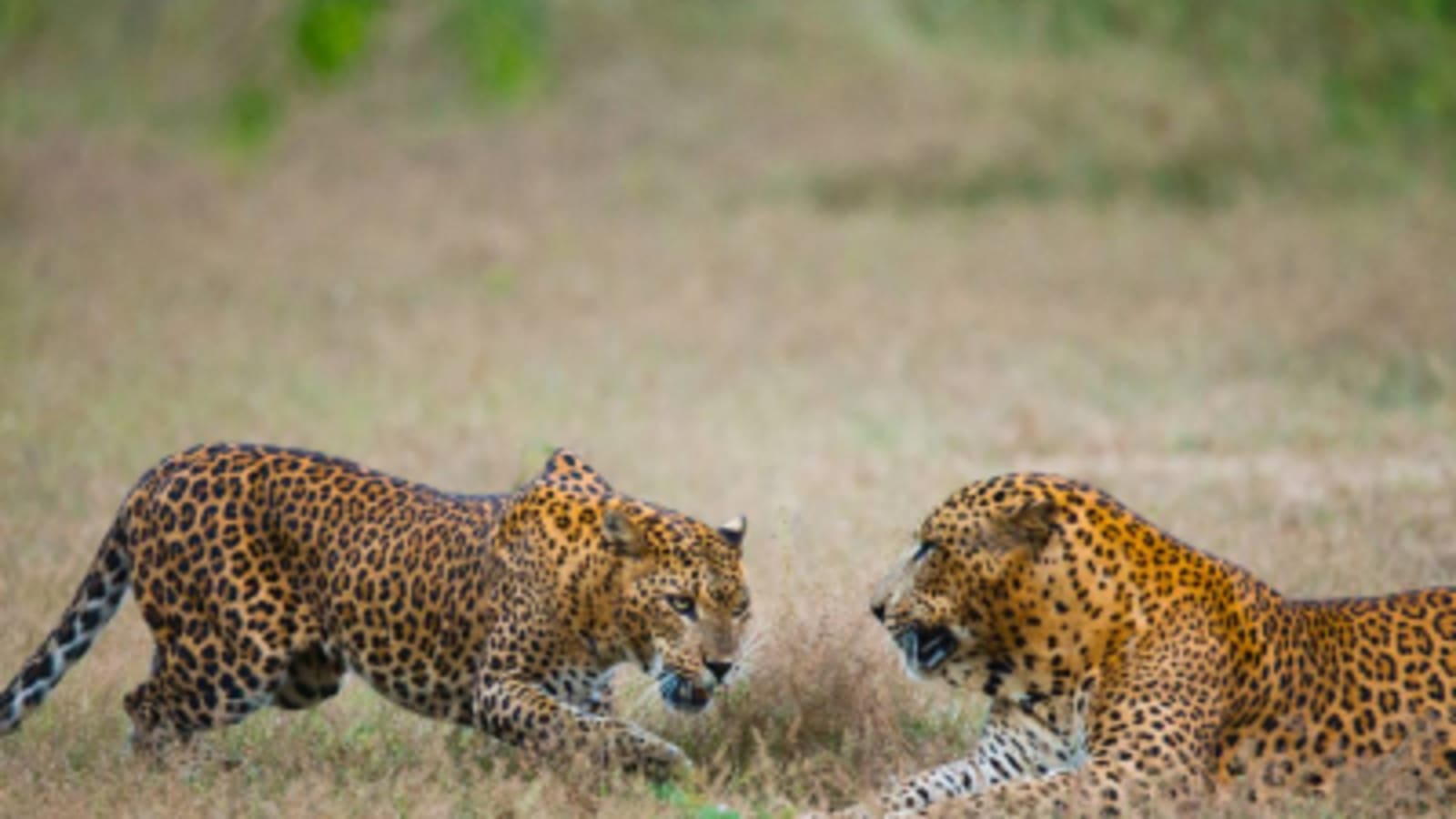 Leopards at Yala