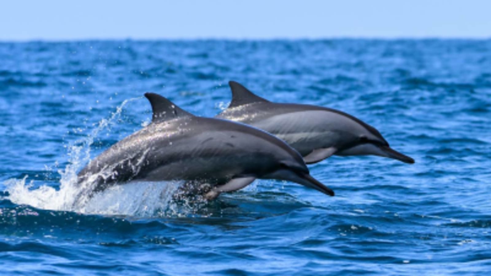 Whale watching in Mirissa