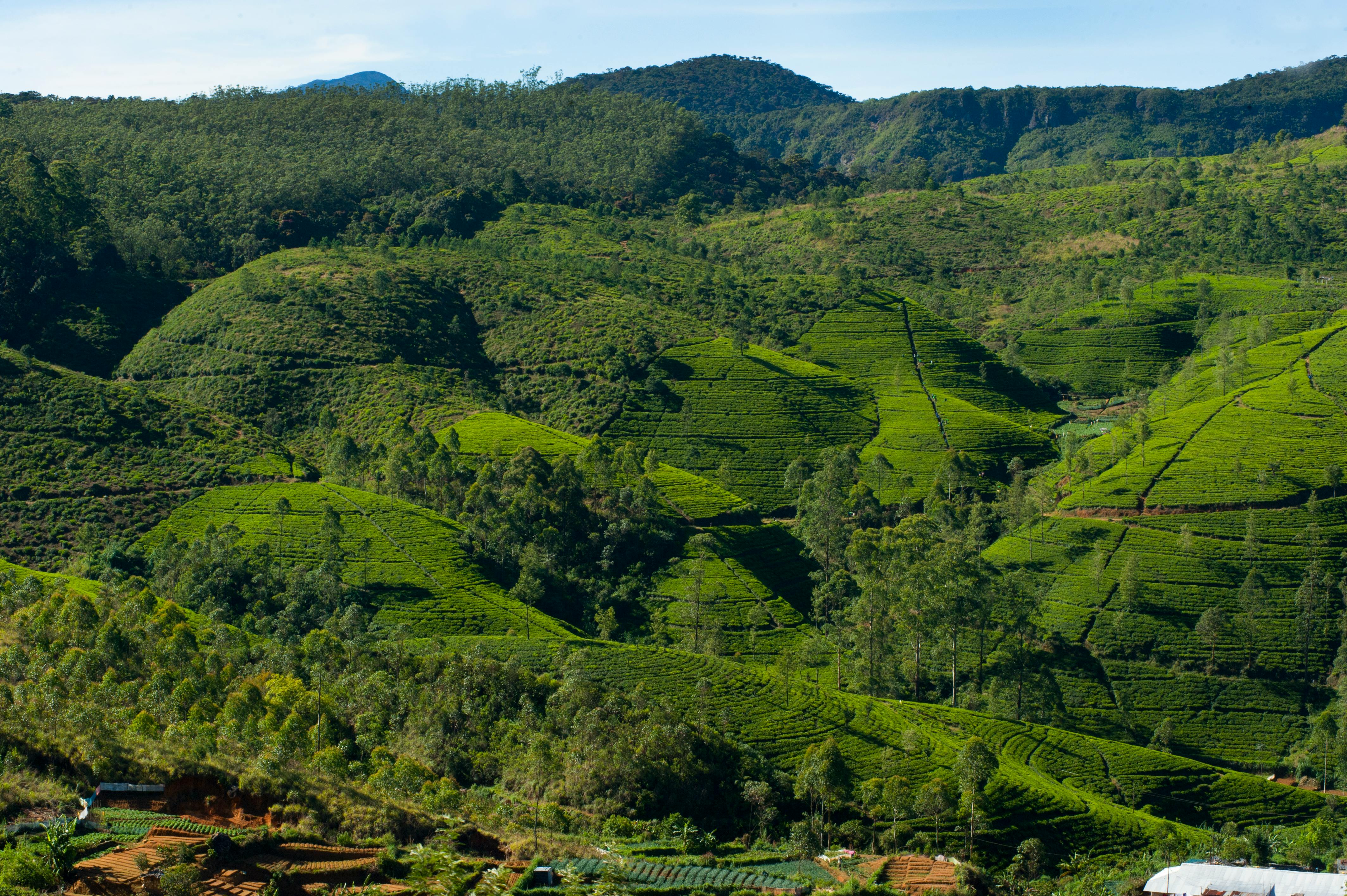 Tea estates in Nuwara Eliya