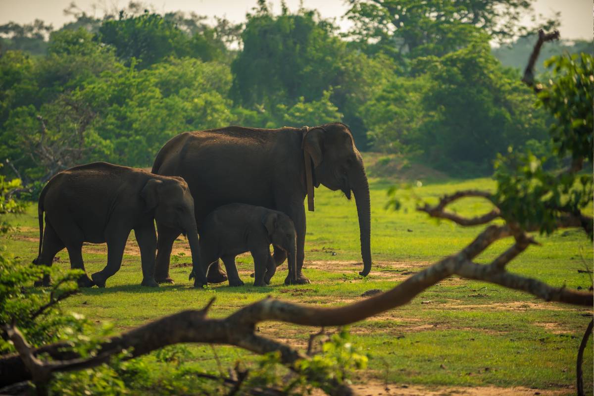 Elephants at Udawalawe National Park