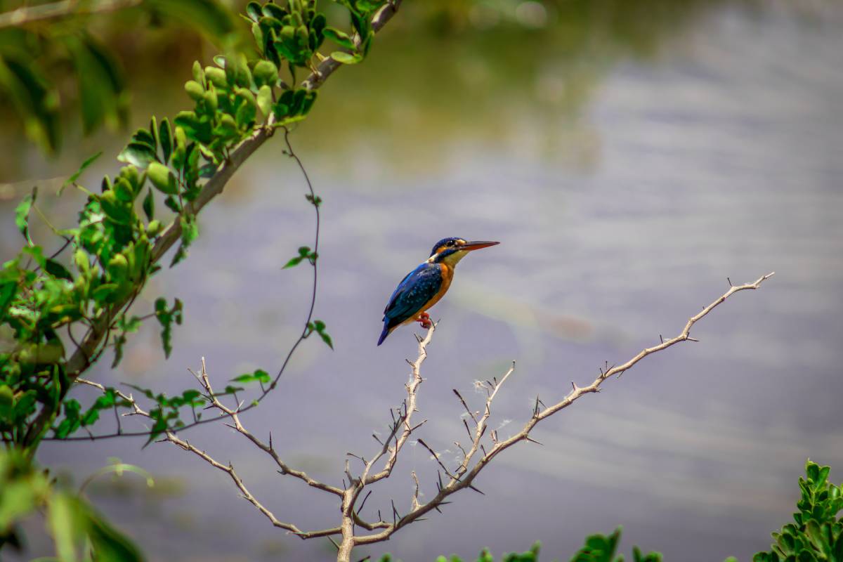Scenic view inside Wilpattu National Park