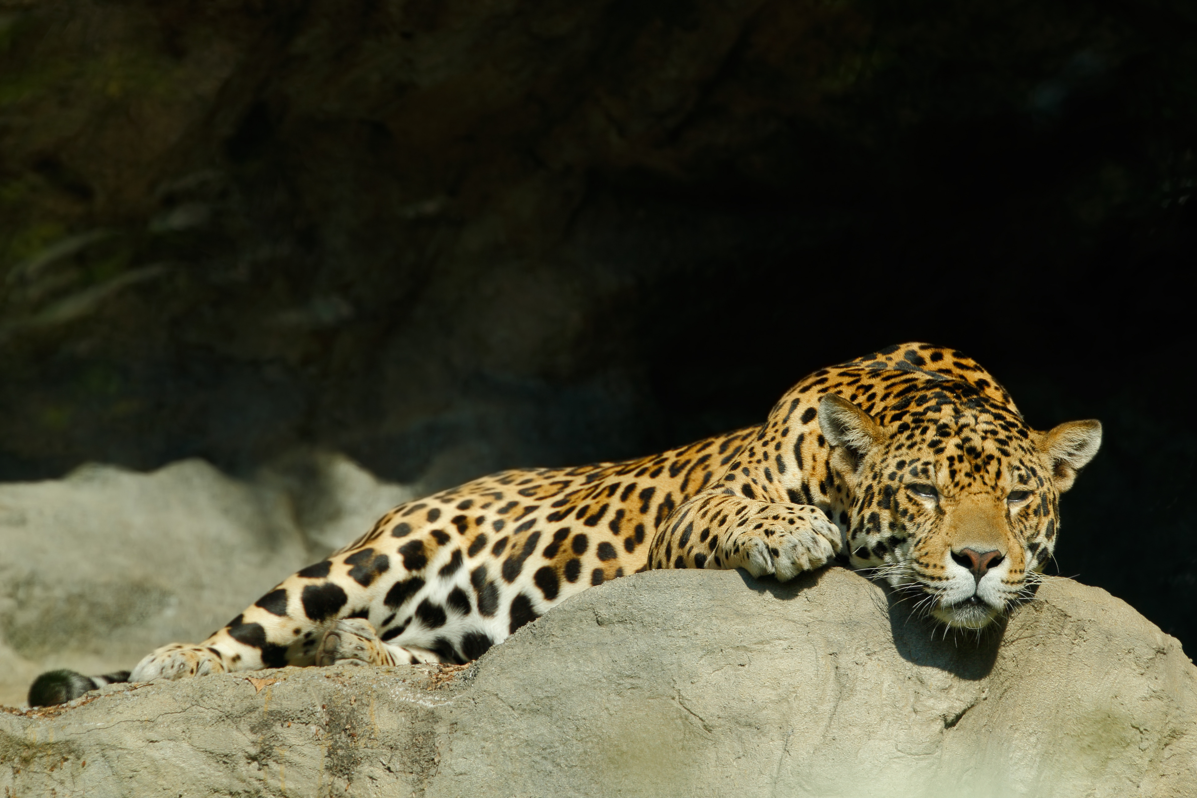 Leopard resting in Yala National Park