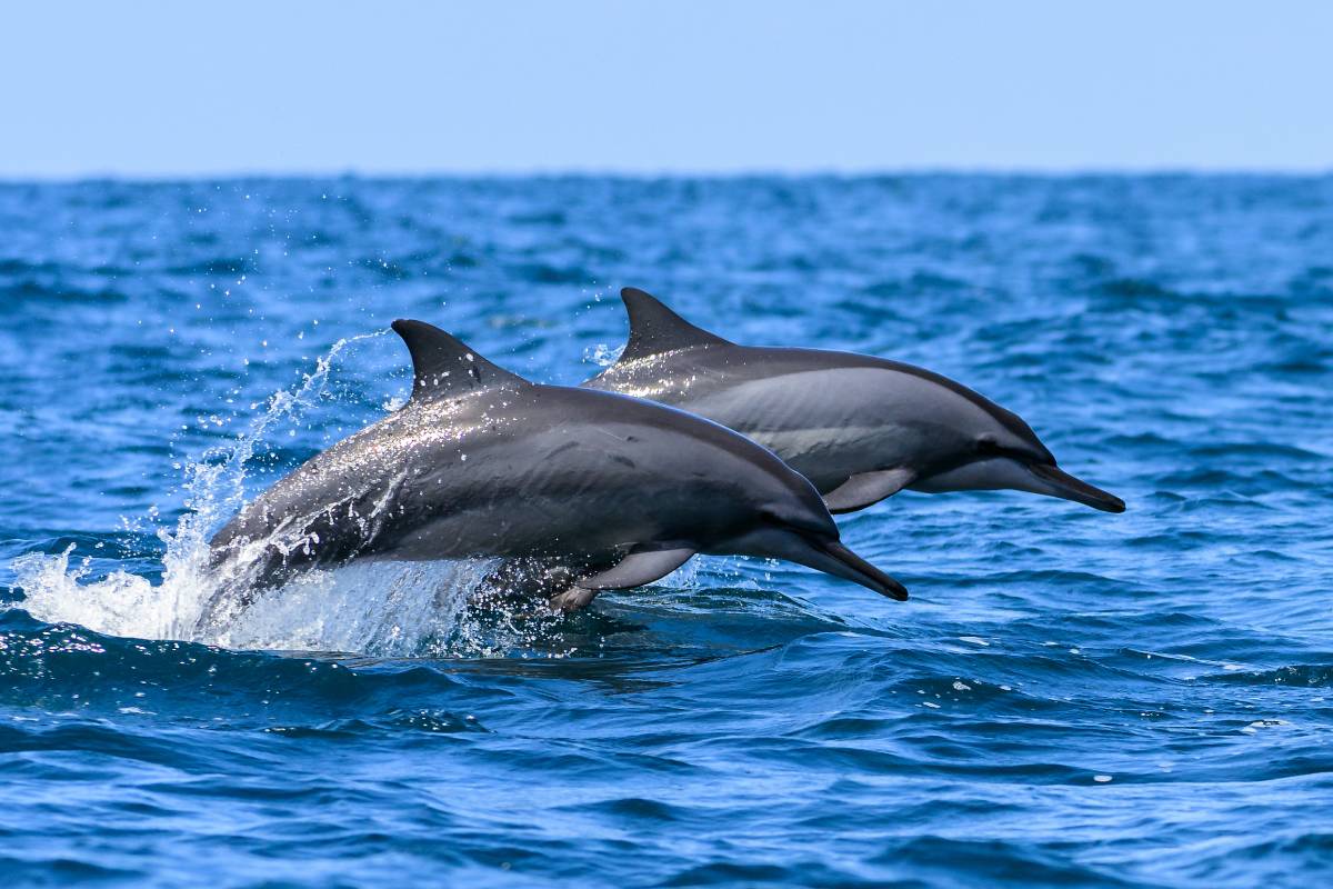 Whale watching in Mirissa