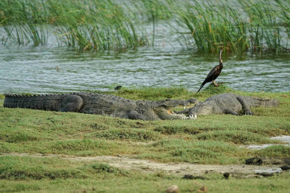 Yala national park