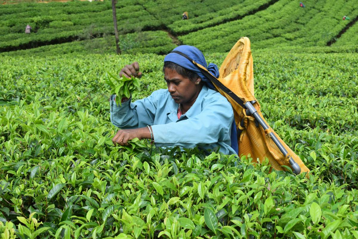 Tea plucker surrounded by tea bushes