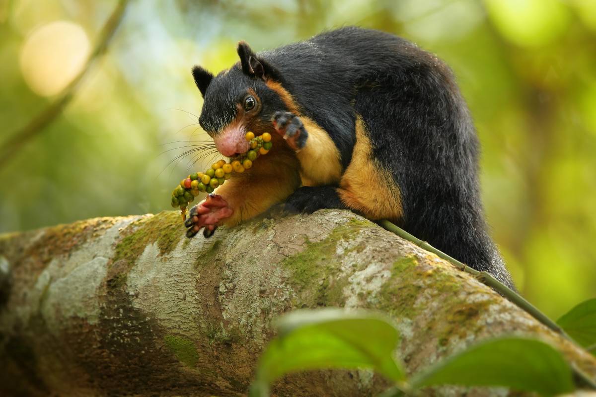 A Black Giant Squirrel on a tree branch