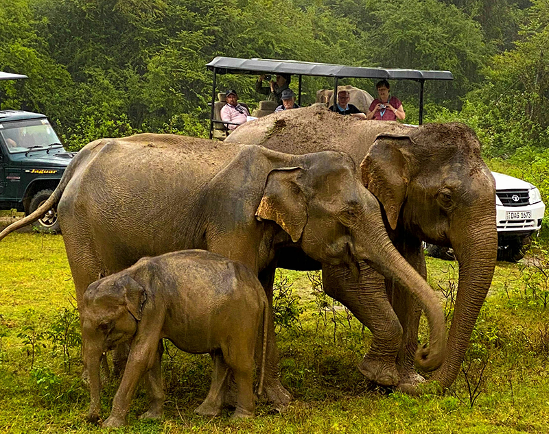 Transportation and wildlife safety guidelines