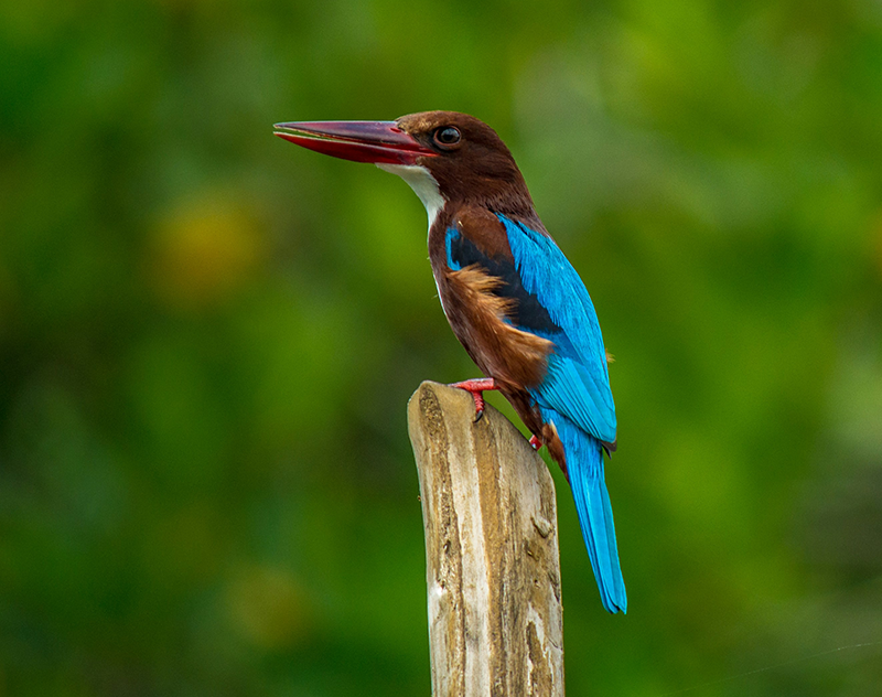 Community of Sri Lanka travelers sharing experiences