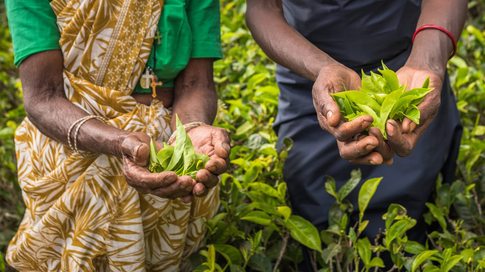 Tea estate in Nuwara Eliya