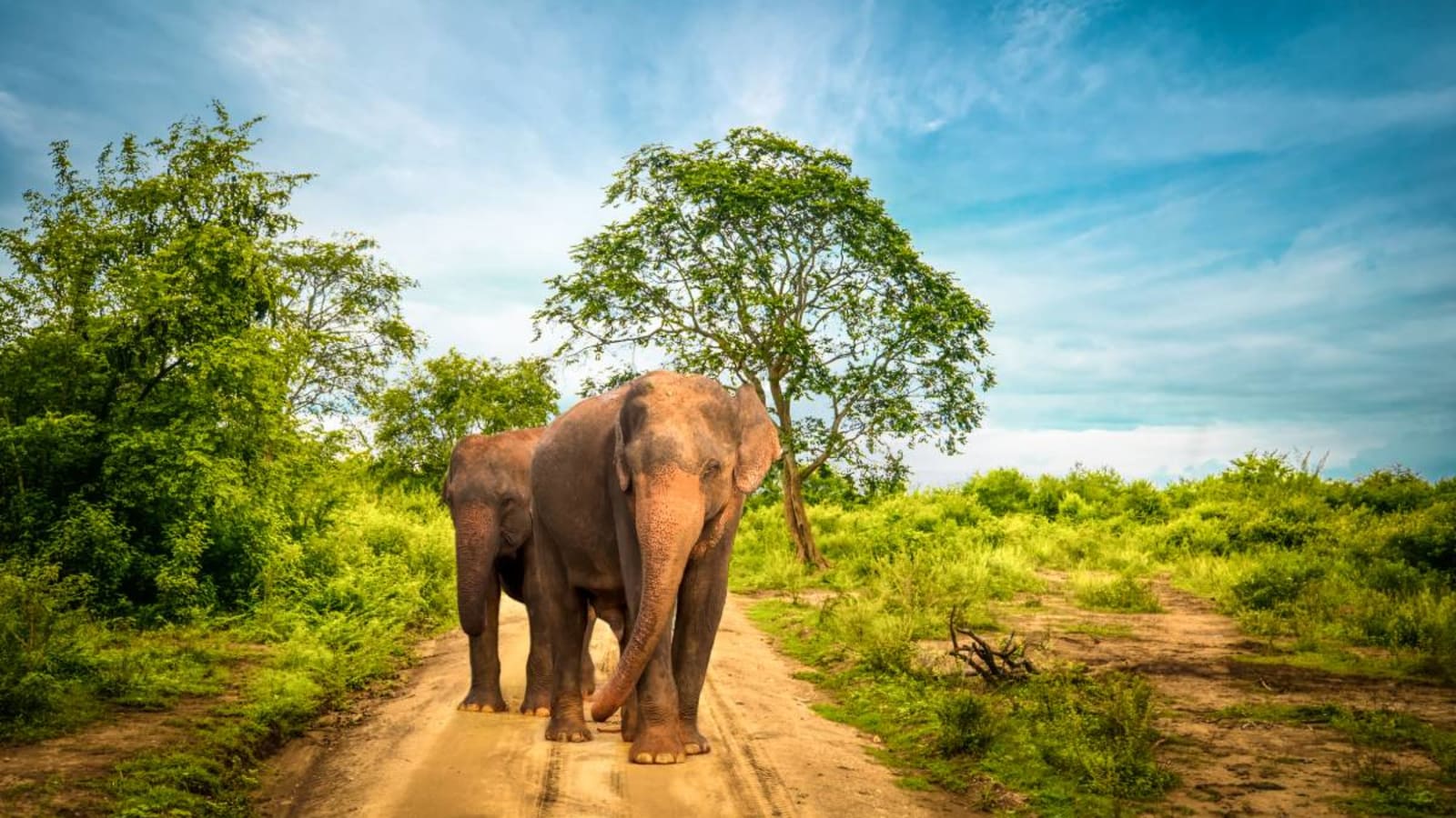 Two elephants walking along a path in Udawalawe