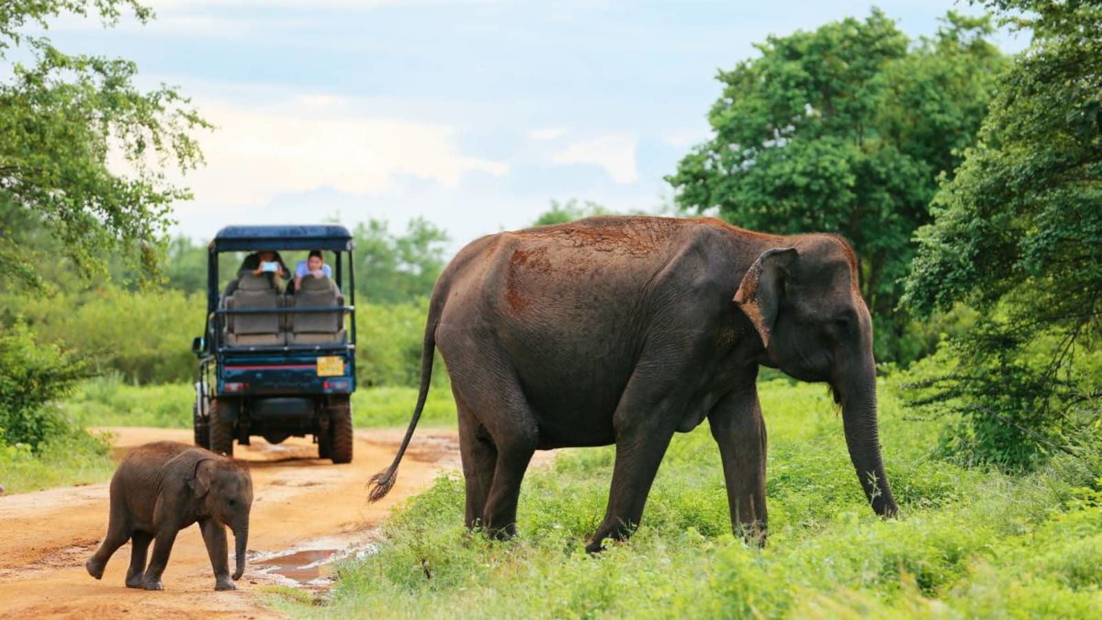 Elephants in Udawalawe