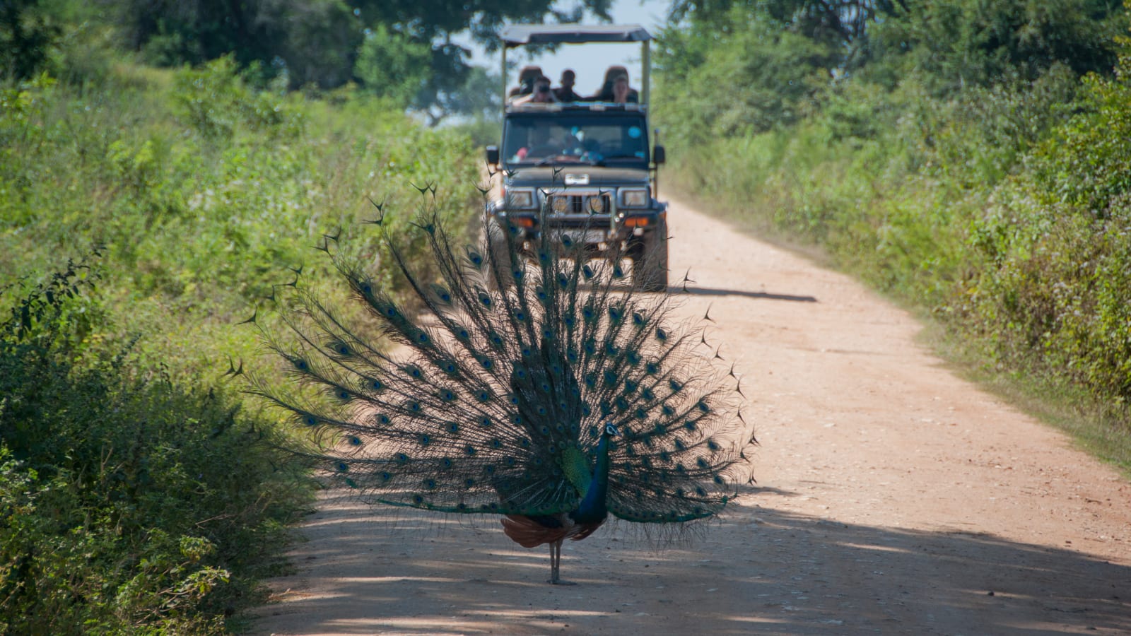 Jeep coming across a peacock