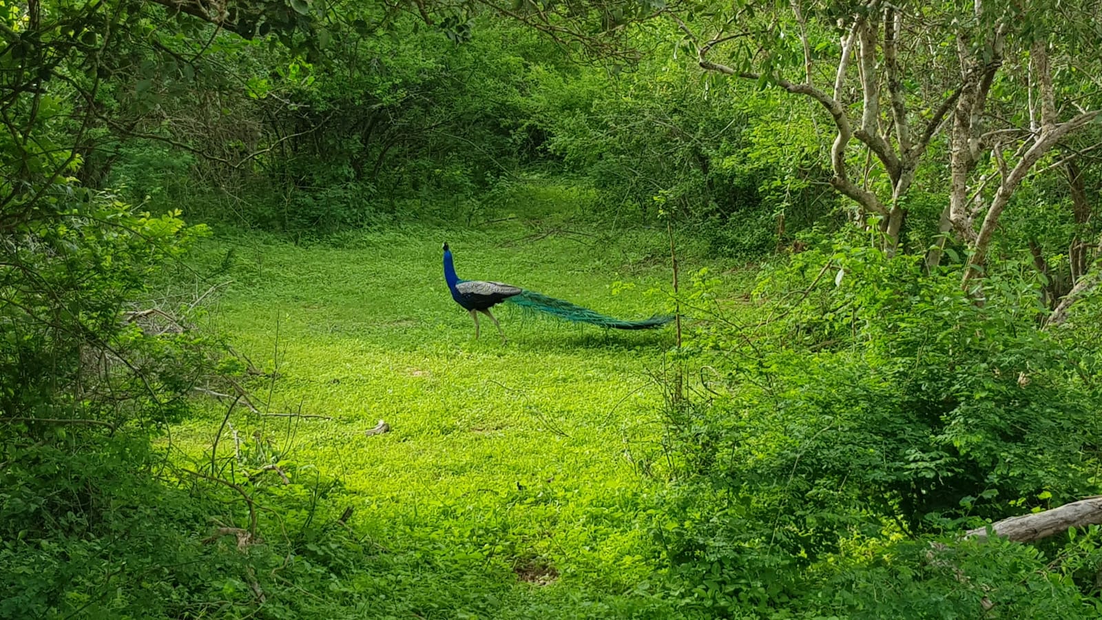 Peacock at Bundala National Park