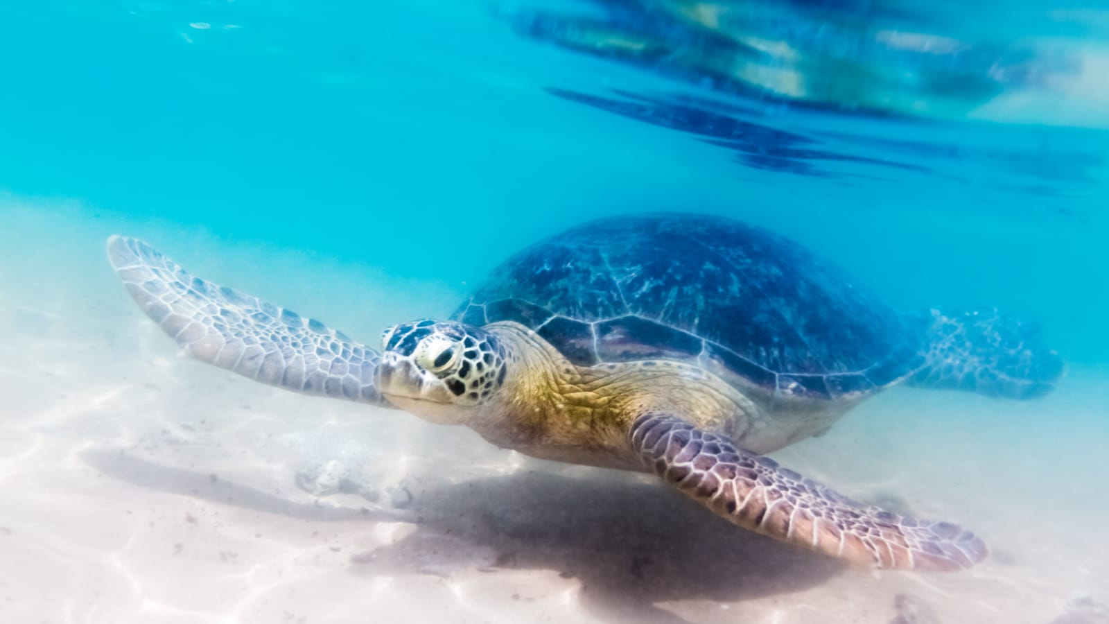 Turtle underwater in Hikkaduwa