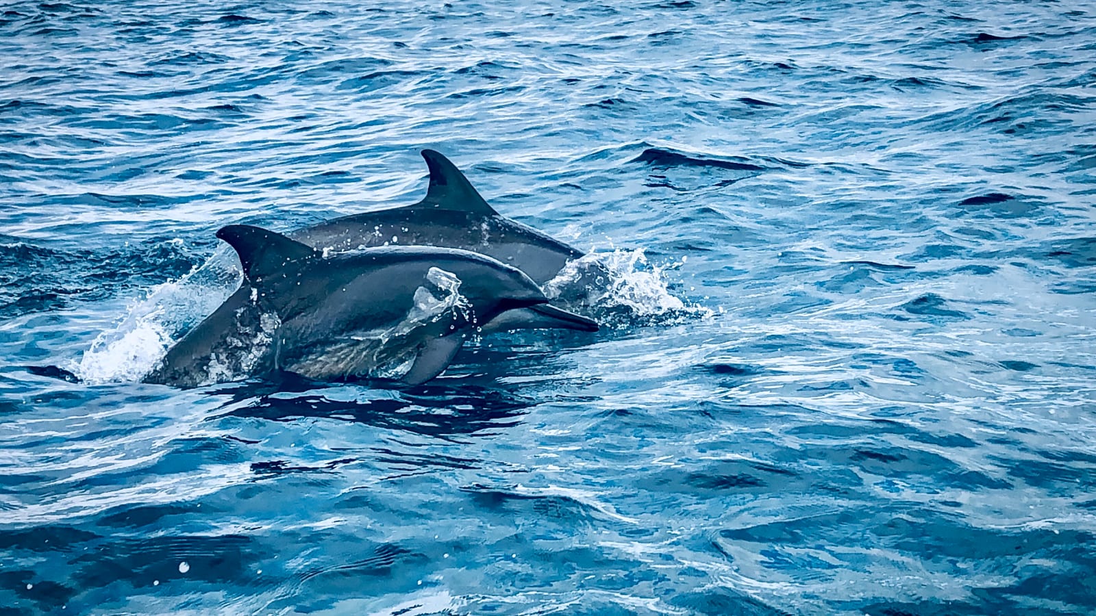 Spinner dolphins jumping