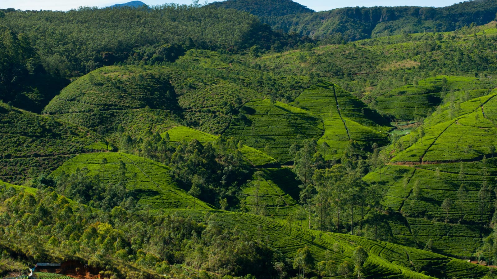 Tea estates in Nuwara Eliya