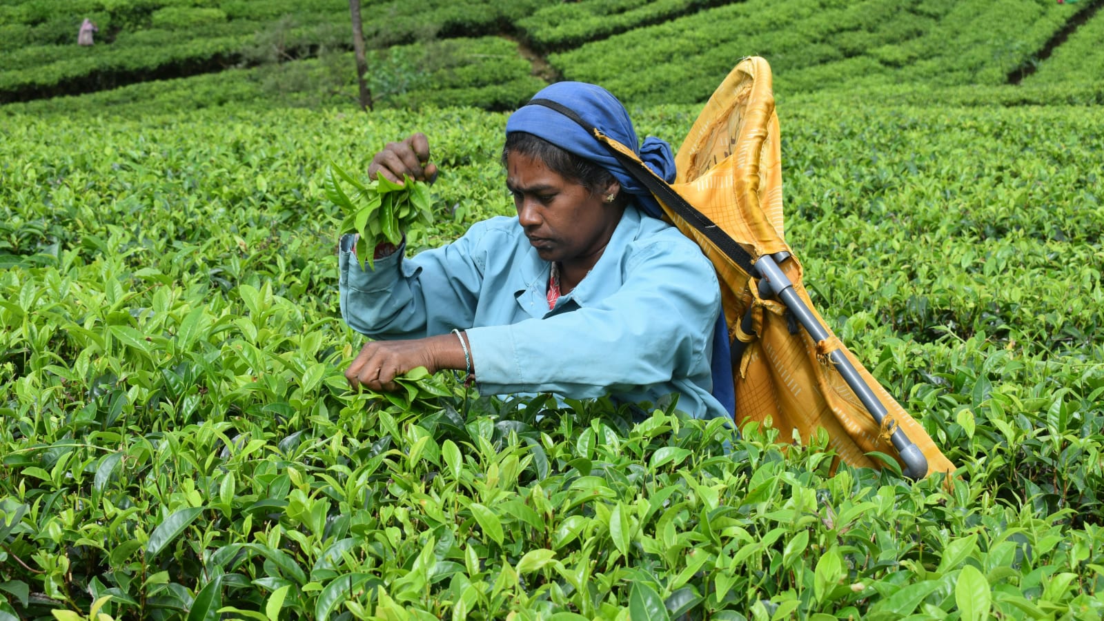 A worker plucking tea leaves