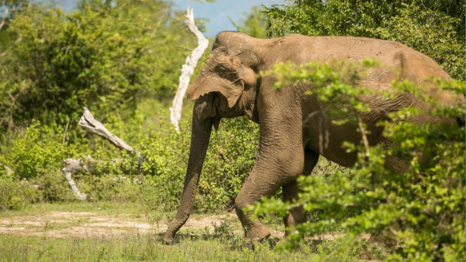 Wild elephant in Udawalawe