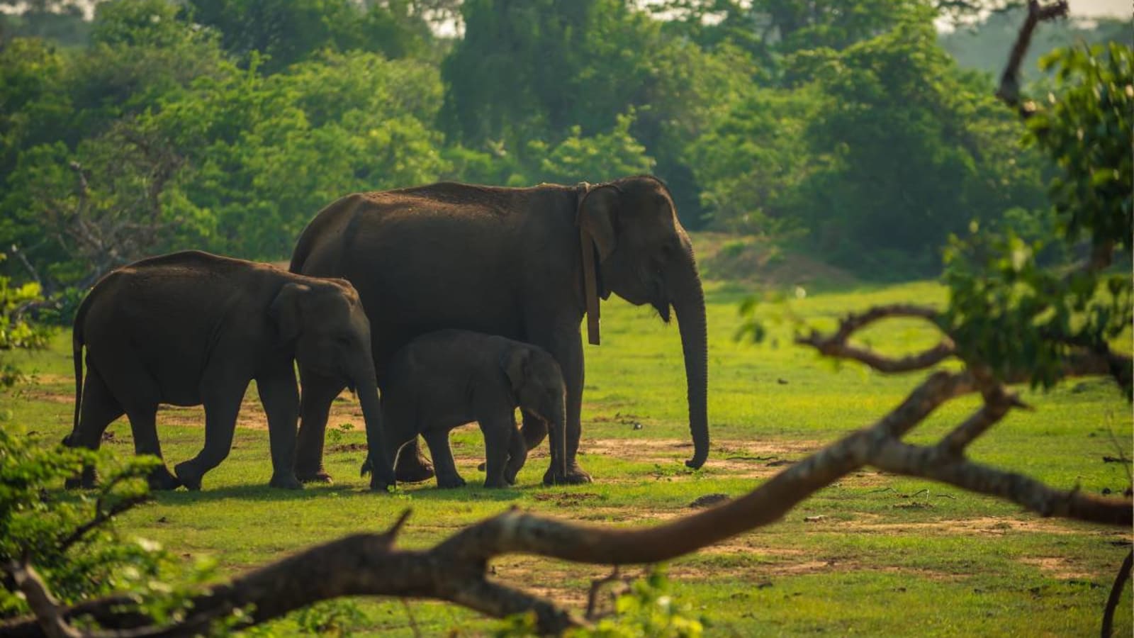 Elephants at Udawalawe National Park