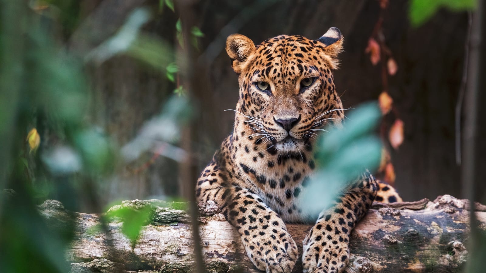 Leopard in Wilpattu National Park