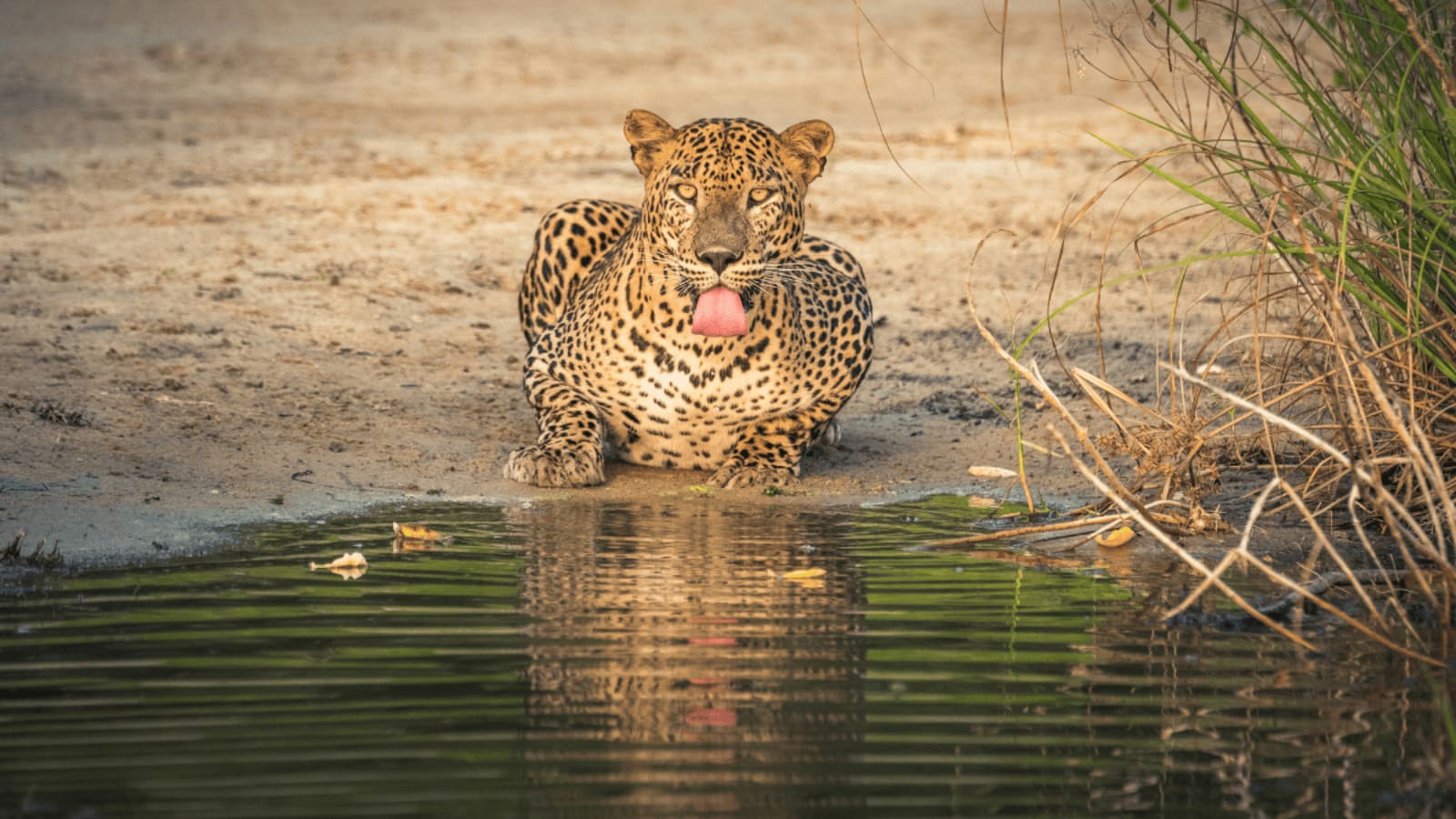 Wildlife drinking from villu