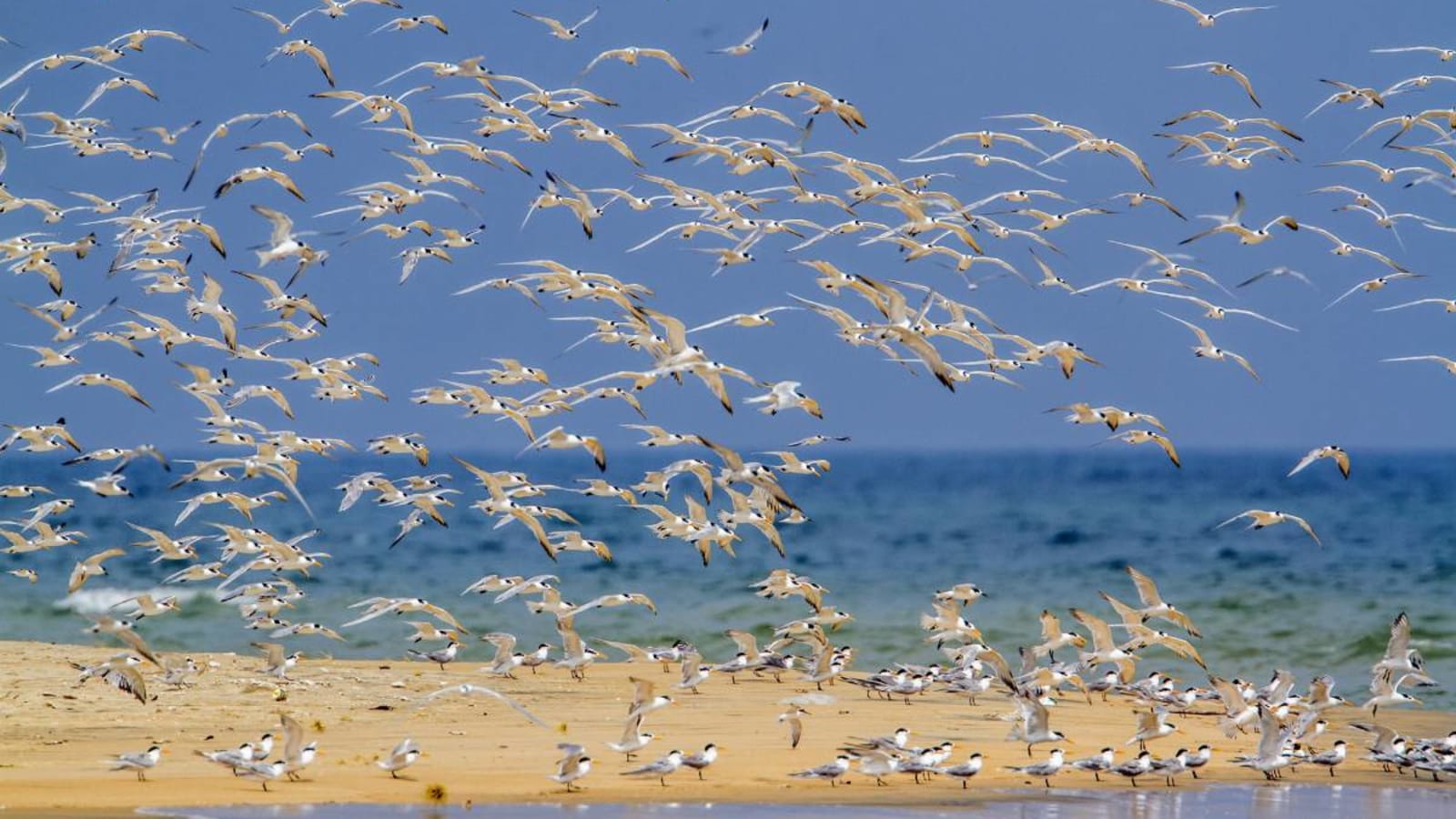 Flock of birdss in Yala