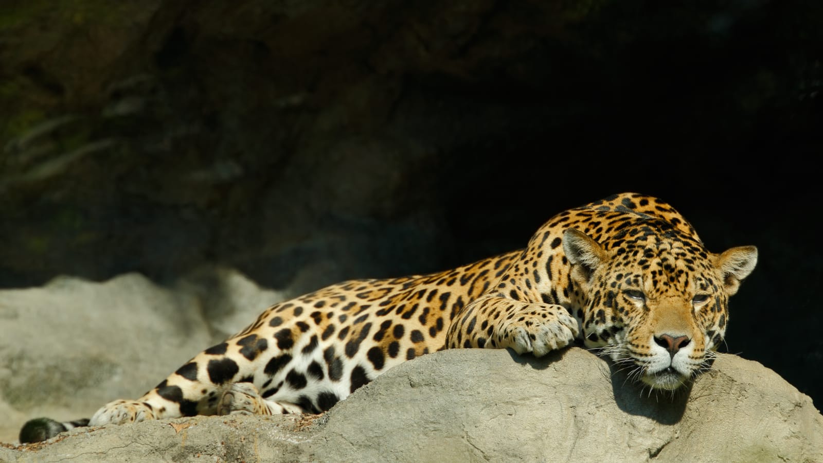 Leopard resting in Yala National Park