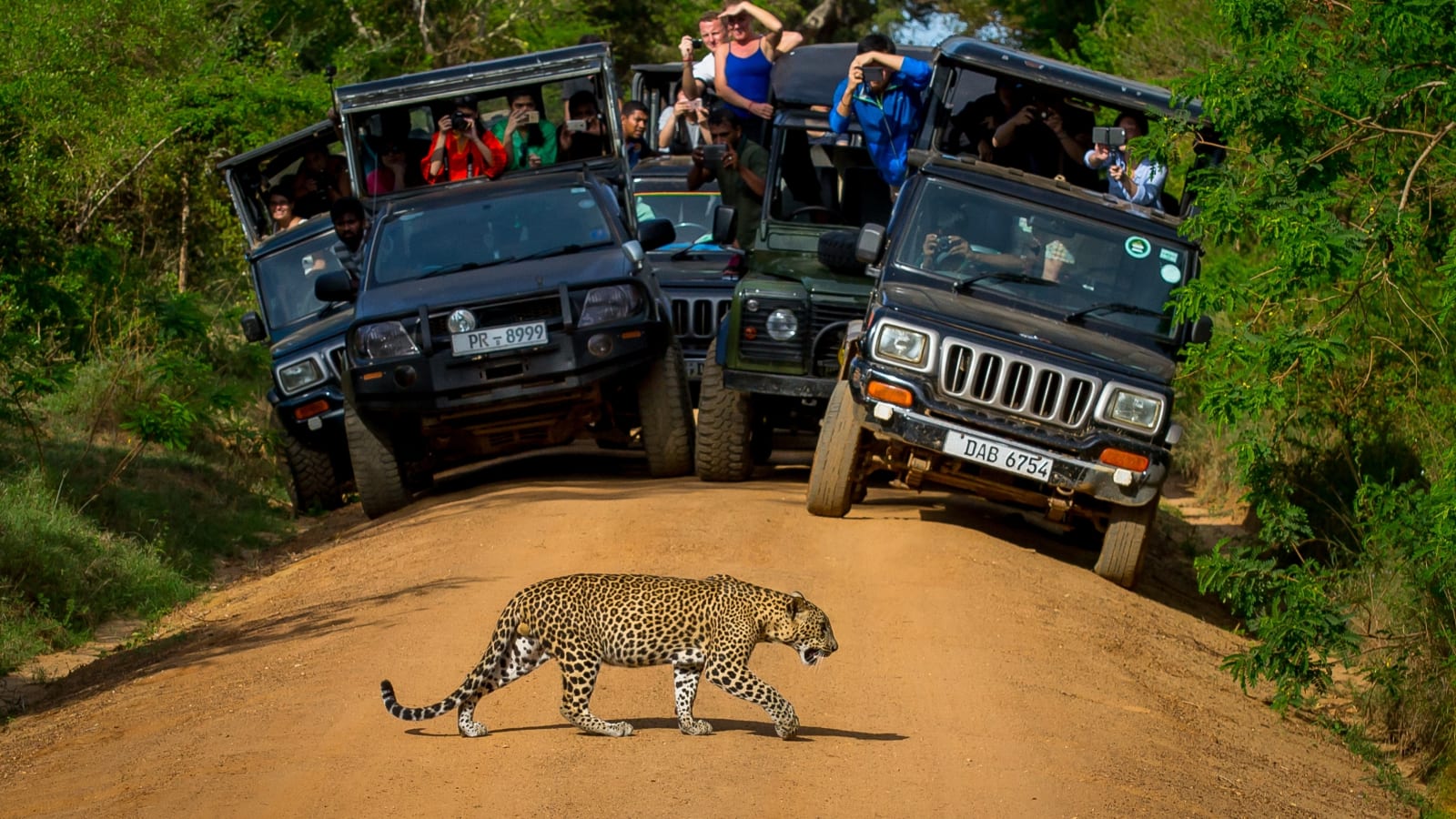 Safari jeep observing a leopard in Yala