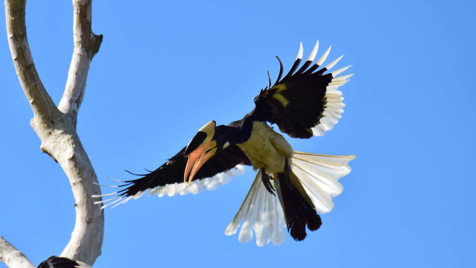 Bird flying to roost