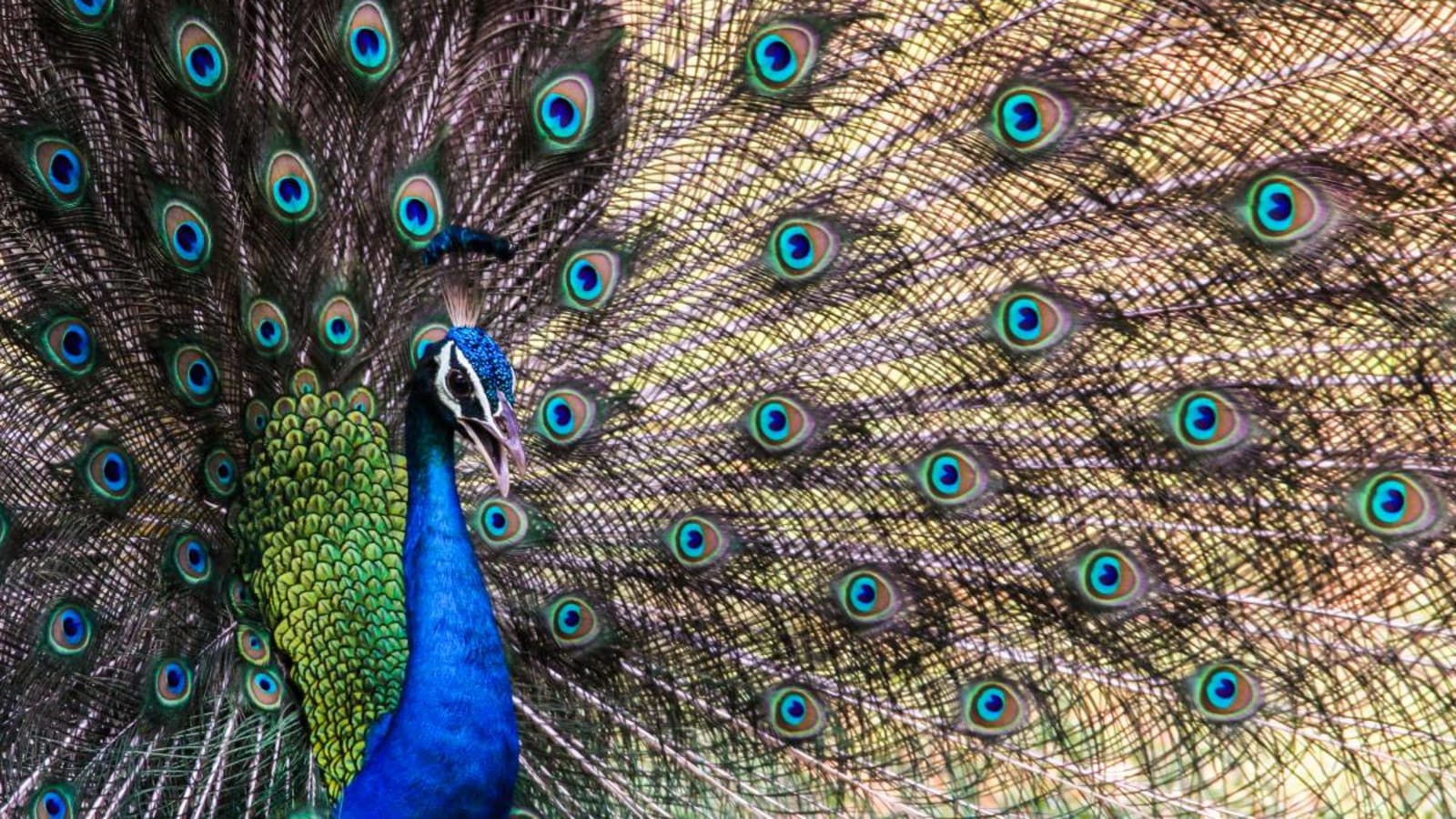 Peacock displaying its plumage