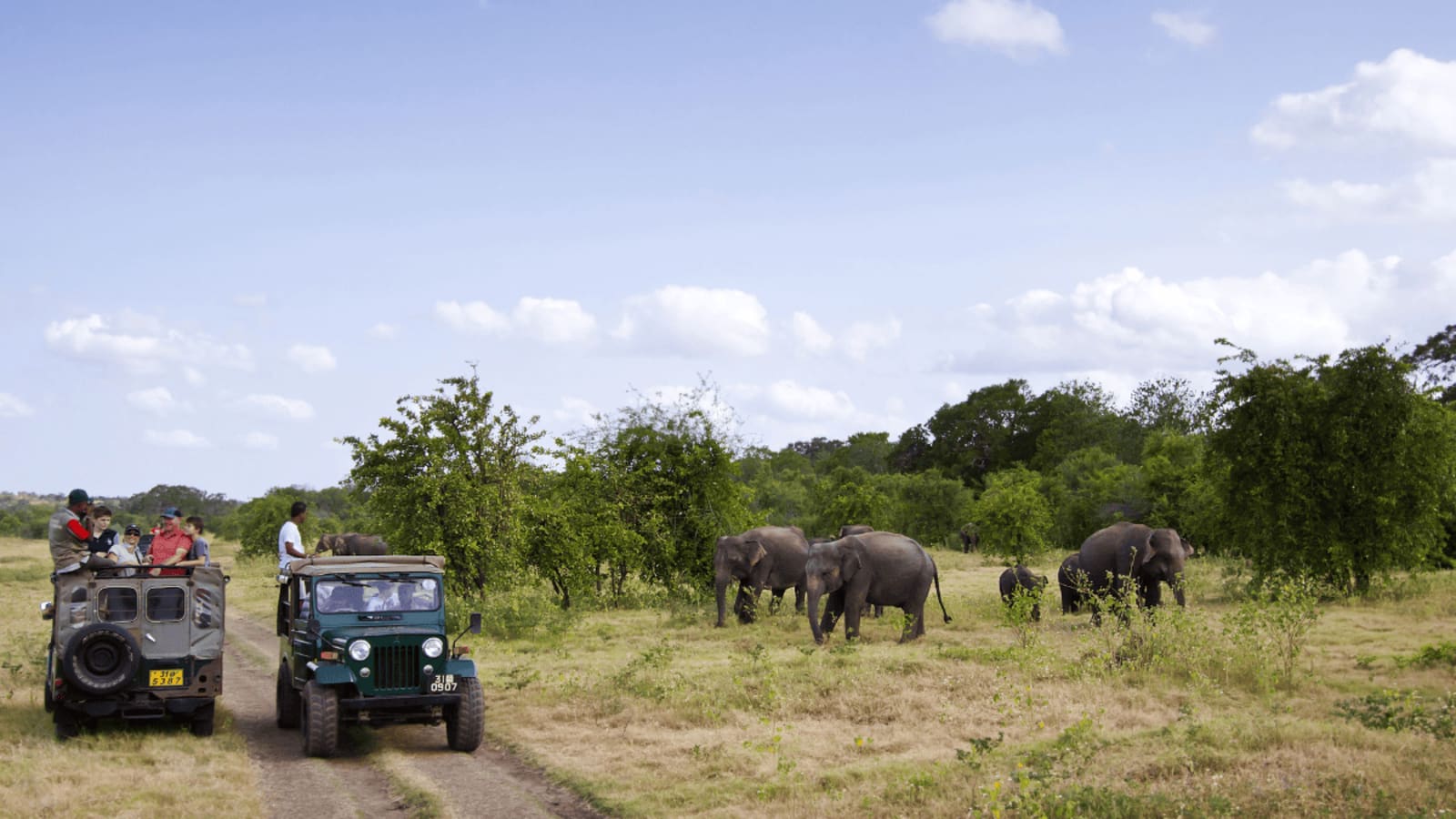 Minneriya National Park safari