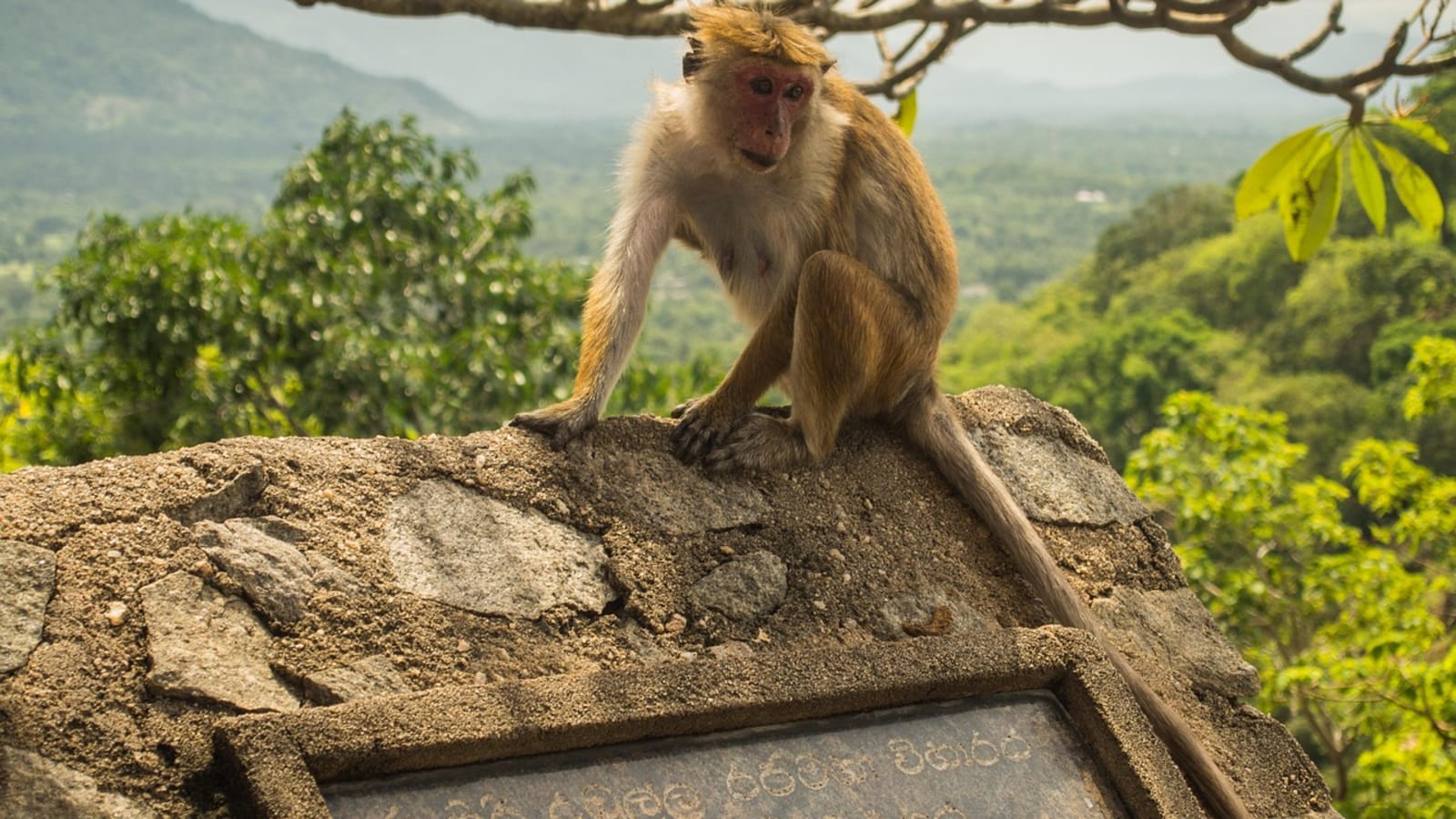 Monkey perched on a sign