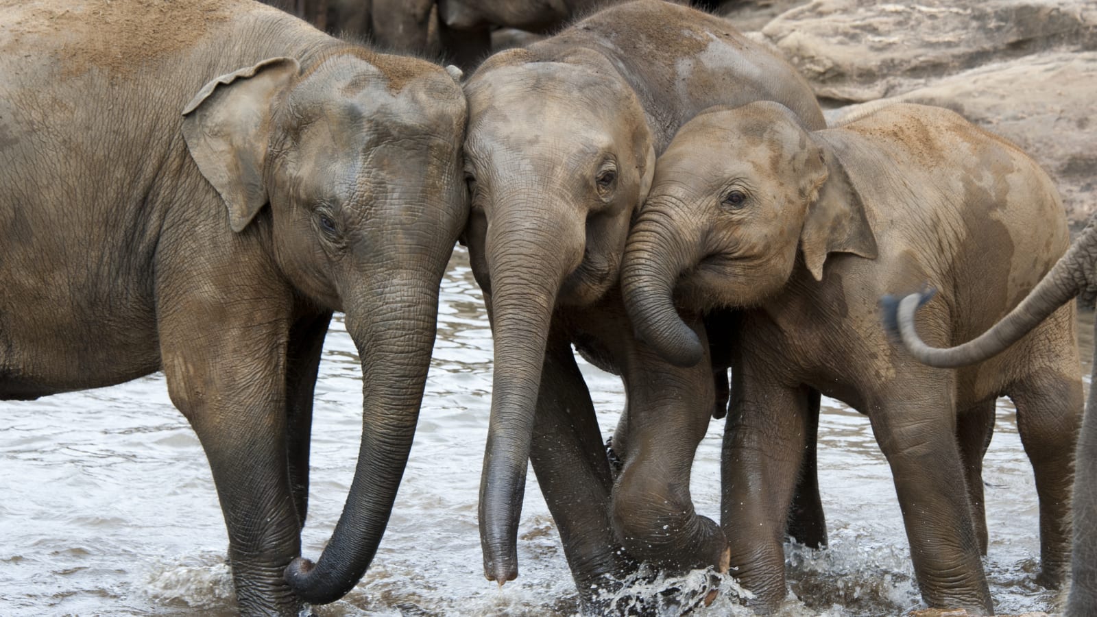 Young elephants