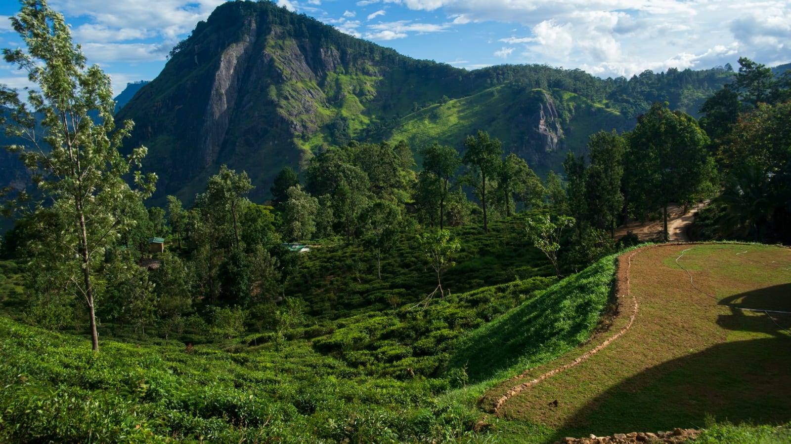 Tea estate in Ella
