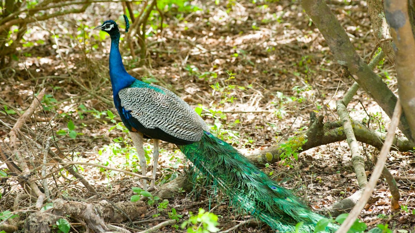 Wildlife near Hambantota
