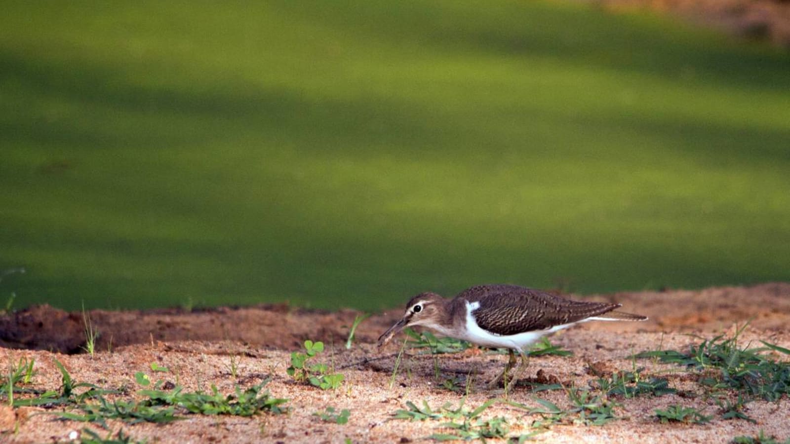 Spotted sand dipper