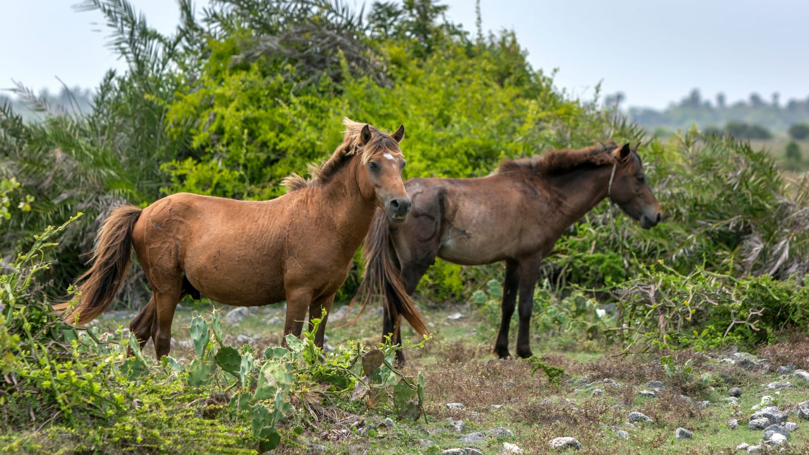 Delft Island wildlife